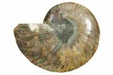 Cut & Polished Ammonite Fossil (Half) - Madagascar #349055-1